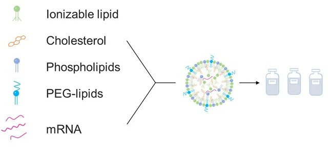 Nitto Published Targeted Delivery Research Using LNPs in Communication Biology, Advancing selective mRNA delivery technologies