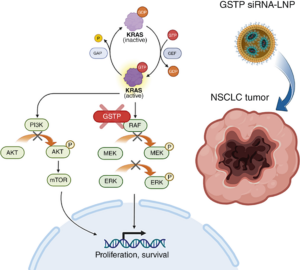 Nitto Published LNP-based Cancer Therapeutics Research in Molecular Cancer Therapeutics, demonstrating the potential of mRNA delivery for cancer treatment