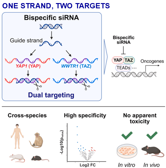 Nitto Published Bispecific siRNA Research in Molecular Therapy Nucleic Acids, Establishing a Novel Approach for Simultaneous Silencing of Dual Disease Targets