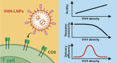 Nitto Published Antibody-Functionalized LNP Research in Nano Letters, Establishing a Design Principle for Targeted mRNA Delivery.