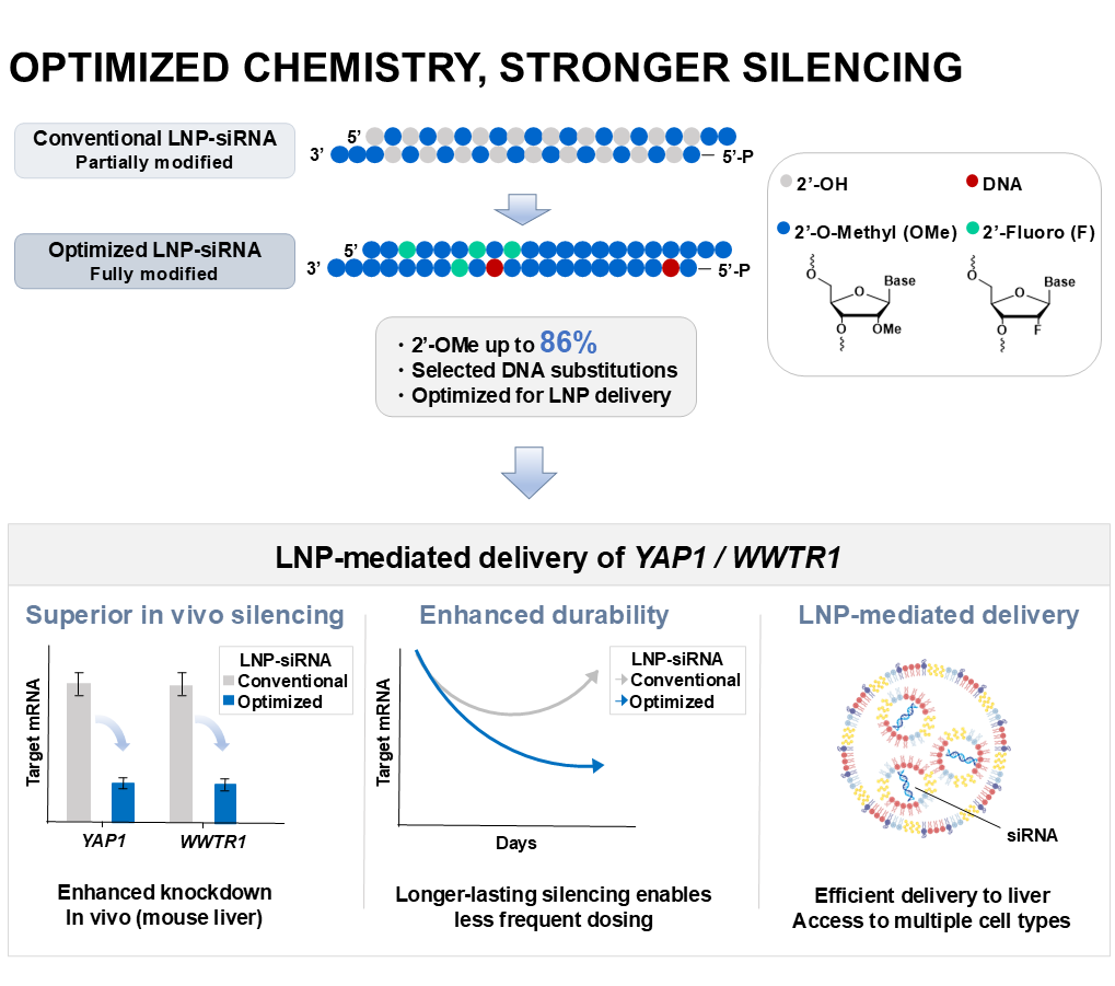 Nitto Published siRNA Chemical Optimization Research in Nucleic Acid Therapeutics, Advancing Design Strategies for More Durable LNPーMediated Gene Silencing